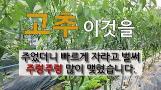 고추 이것을 주었더니 빠르게 자라고 벌써 주렁주렁 많이 맺혔습니다. #주말농장 #고추가꾸기.