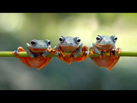 Frog Sounds - Noises | Frog Sound Effect | Frog Croaking in the Pond