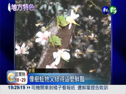 雲林桐花繽紛 驚豔莫氏樹蛙!