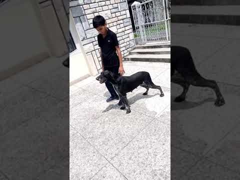 German pointer imported for hunt owner sardar raja moheb sarwar from muree