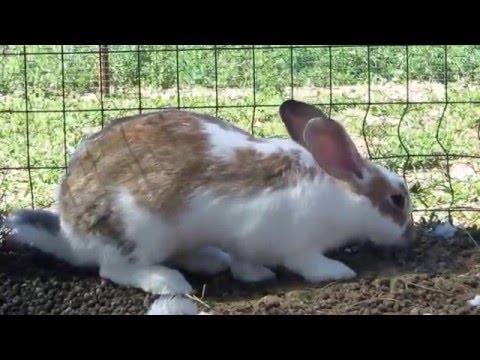 Fattoria il bruco - coniglio Andrea