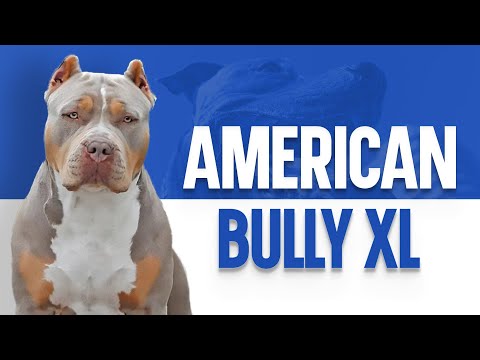 American Bully XL – The Ultimate Guide