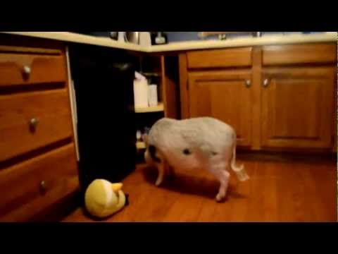 Hamlet the Mini Pig: My Birds Are So Angry!