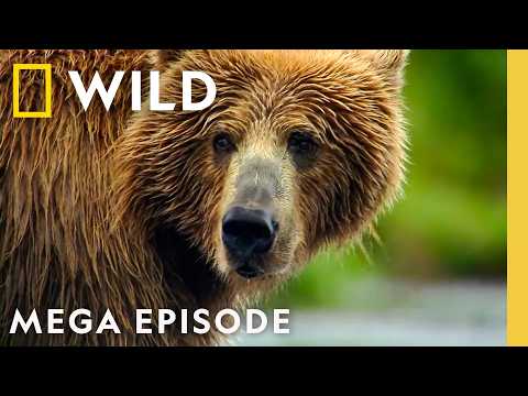 Understanding Yellowstone's Wildlife & More! | America the Wild MEGA Episode | Nat Geo Animals
