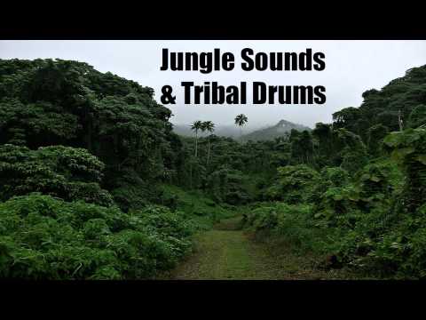 Jungle Sounds & Tribal Drums - Sleep - Relax - Chill - Meditate