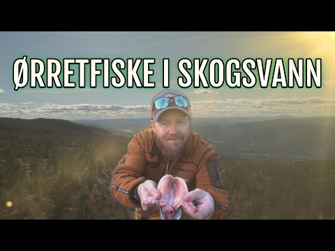 Ørretfiske i skogsvann - Der vi ikke setter spor