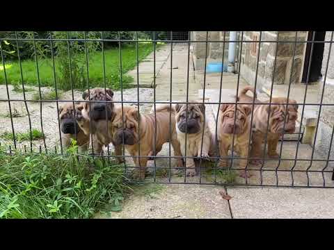 DES MING WAY puppies 2021 - 6 weeks old