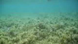 preview picture of video 'Fish school blending with sea grasses (snorkeling in northern Okinawa, Japan)'