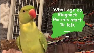 What age do INDIAN RINGNECK PARROTS start to talk