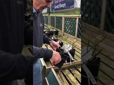 Tocio Rhosod efo Robin