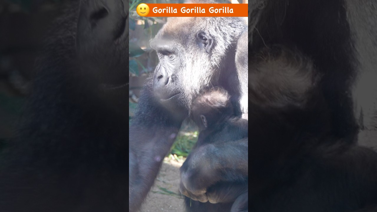 キンタロウとゲンキ、親子ゴリラの物語 #ゴリラ #gorilla #京都市動物園 #genki