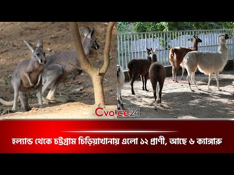 হল্যান্ড থেকে চট্টগ্রাম চিড়িয়াখানায় এলো ১২ প্রাণী, আছে ৬ ক্যাঙ্গারু