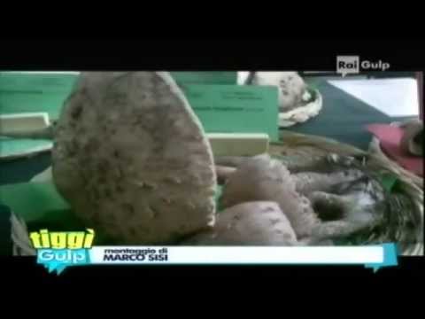 I segreti dei funghi svelati dai giovani amici di Nuova Micologia