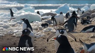 How Antarctica’s melting ice fuels global climate impact gameplay video by crystallee, 3:39 duration