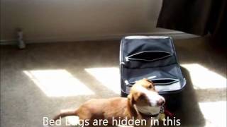 preview picture of video 'Doogie the Denver Bed Bug Dog  mrbedbugdog'