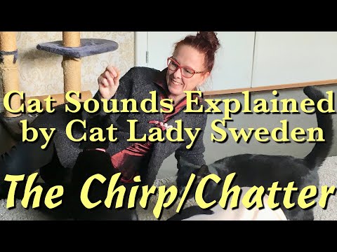 Cat Sounds Explained: The Chirp & Chatter