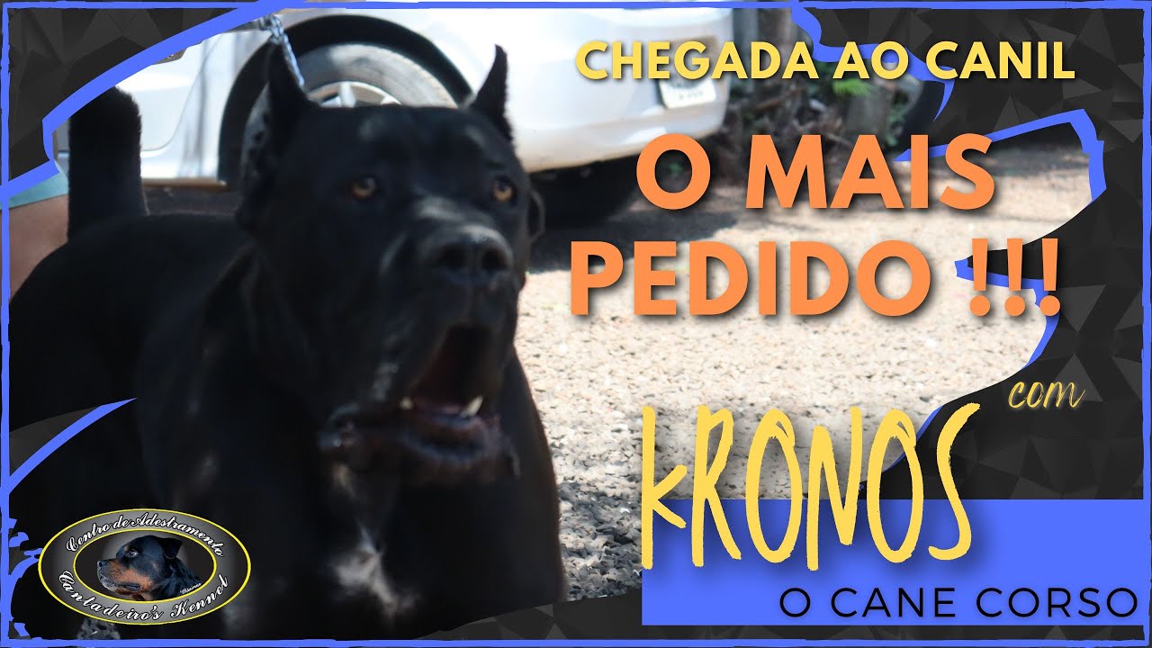 KRONOS - Cane Corso - Chegada ao Canil - Parte 1