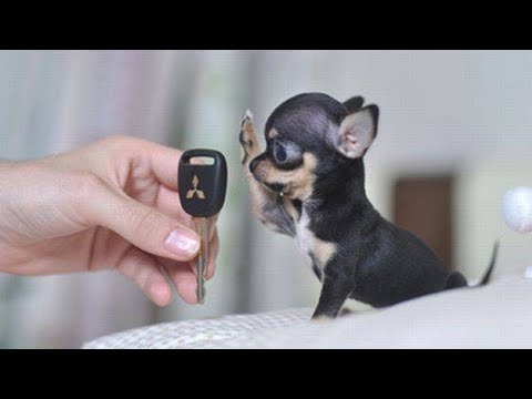 10 SMALLEST DOG BREEDS In The World