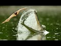 Bats Dodge Crocodile Infested River Nature S Biggest Beasts BBC Earth
