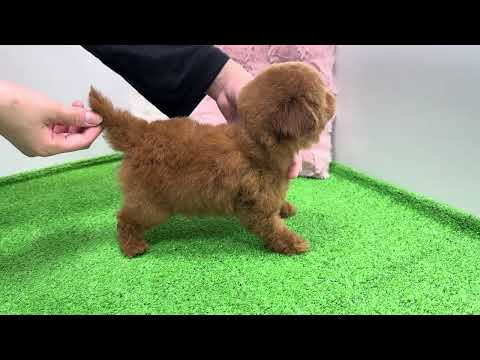 YouTube動画のサムネイル