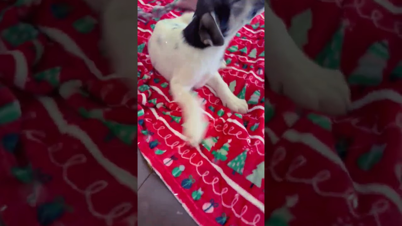 PEPPER Mint, an adopted mixed breed in Chandler, AZ video 5/5