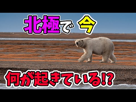 気候変動により絶滅の危機に瀕している動物たち -