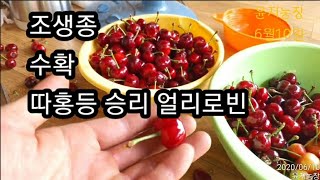 조생종~승리 따홍등 수확