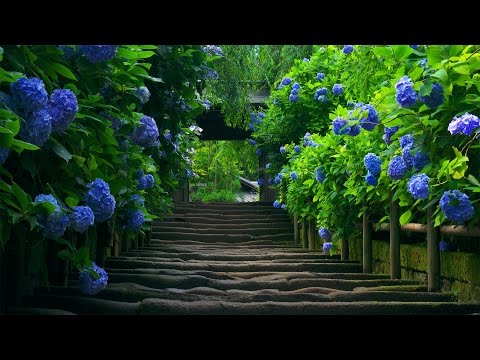 Relaxing Music with Sounds Meditation,Zen,Spa Noloop