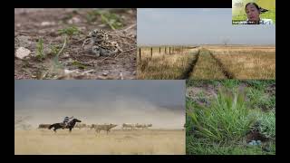 Mountain Plover Conservation Webinar