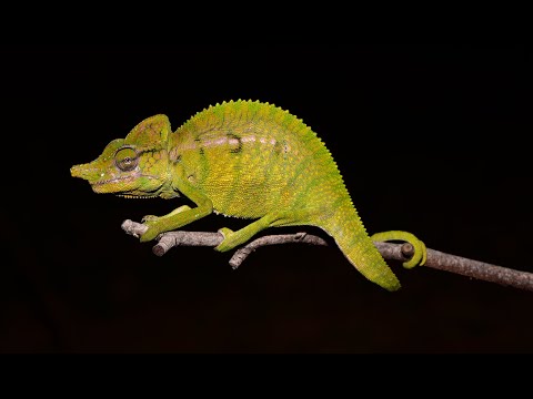 Lost Chameleon Rediscovered