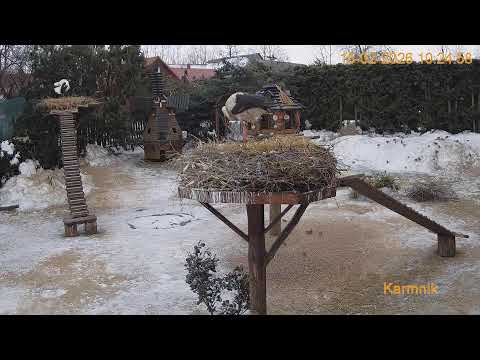 Gniazdo Bocianie pod Sokółką - 14 - 15.02.2026.