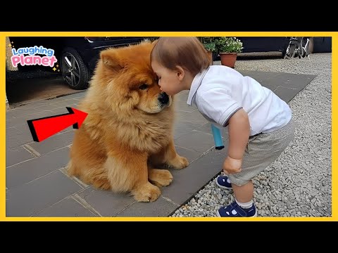 🐕👶 When Your Dog Takes On The Role Of Big Brother! 🥰The Best DOG Moments