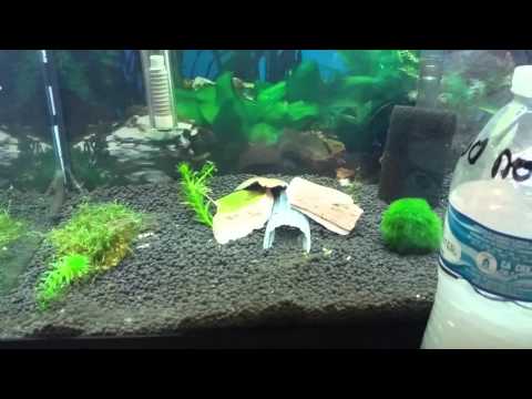 How to kill Hydra and Planaria in a planted tank.