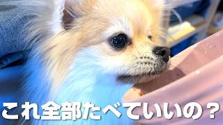 代々木公園のハワイアンレストランで“グルメすぎる犬”が発動しました…