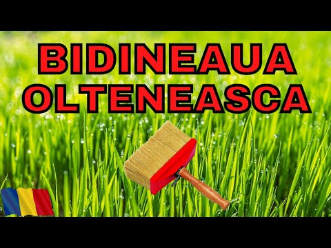 DANS POPULAR - BIDINEAUA NUNTA OLTENIA Dans Popular Oltenesc