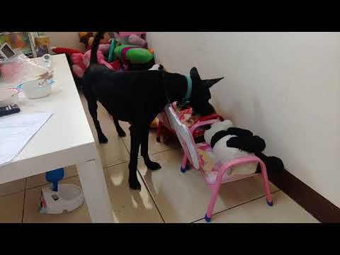 Jamini interacts well with cats