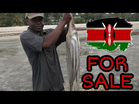 DIANI Local man catches 8 octopuses !!!
