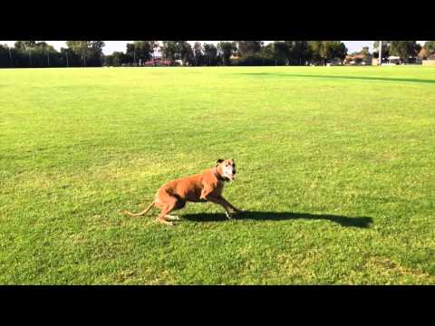 Happy 13th Birthday Barka!