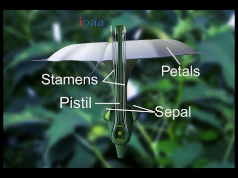 download lagu mp3 mp4 Pistil, download lagu Pistil gratis, unduh video klip Download Pistil Mp3 dan Mp4 Music Online Gratis