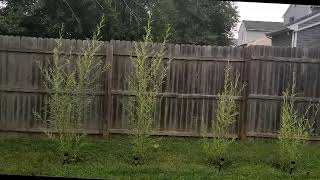 WHOA! LOOK HOW FAST THESE HYBRID WILLOWS GREW! August 7, 2019 30+  day update to the HYBRID WILLOWS!