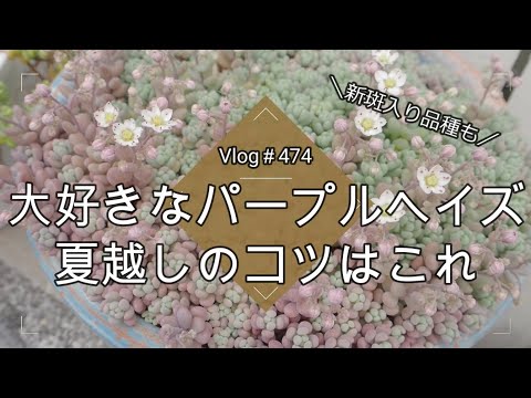 パープルチュート 植物