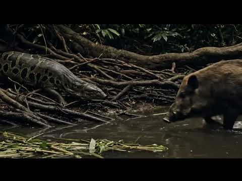 Anaconda Ambush: Lightning-Fast River Attack on Wild Boar