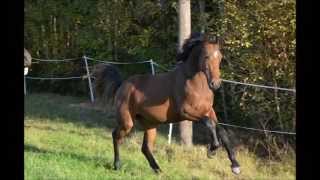 New Year's Day 2015/ FWB-breeders