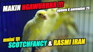 Download lagu COMPLETE REVIEW OF  CANARY STOCK AND SCOTCHFANCY ITALY AT MBAHKUNG'S CAGE #kenarijogja mp3