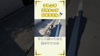 久しぶりに朝散歩☀️ #フレブル #犬のいる暮らし #vlog #フレンチブルドッグ #shorts 　　　　　　　"Taking a morning walk after a long time"