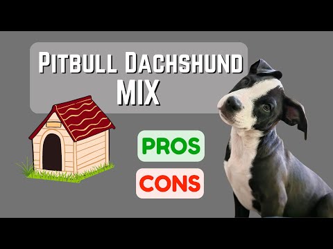What Is a Pitbull Dachshund Mix? Pros & Cons!