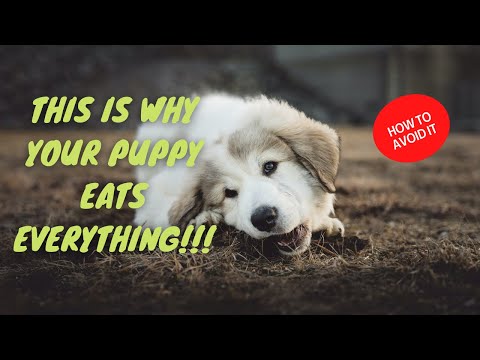 ✋HOW To PREVENT YOUR PUPPY From EATING EVERYTHING