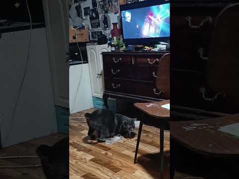 mi gato Felipe flipando con el flipé del Felipe con Rosendo