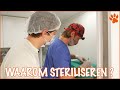Floris kijkt mee met een sterilisatie! | DierenpraatTV