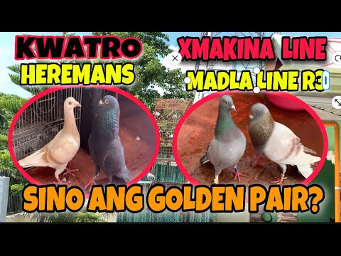 ASTIG NA BREEDERS XMAKINA / MADLA LINE AT KWATRO HEREMANS LINE GOLDEN PAIR NGA BA? 07/08/21